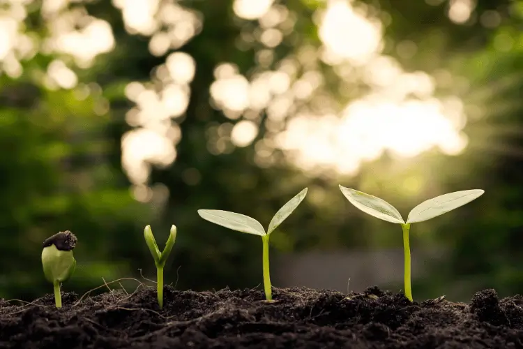Plantas crescendo na terra.