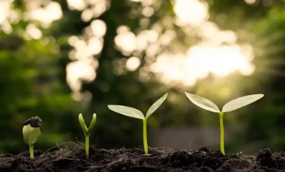 Plantas crescendo na terra.